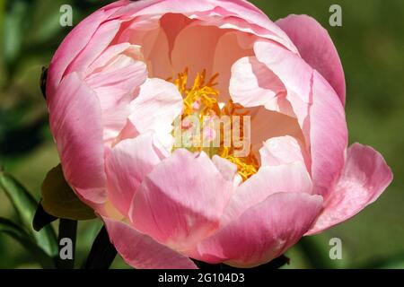 Salmon color Peony Abalone Pearl, beauty a bowl of large pink flower petals Stock Photo