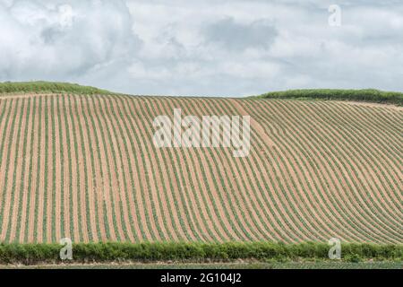 Rows of green vegetable growing in open field. Looks like a Brassica - possibly cabbage, kale or young Brussels sprouts. For UK farming & agriculture. Stock Photo
