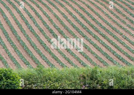Rows of green vegetable growing in open field. Looks like a Brassica - possibly cabbage, kale or young Brussels sprouts. For UK farming & agriculture. Stock Photo