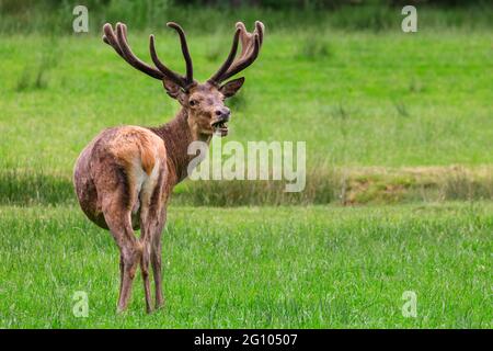 Red deer stag (cervus elaphus) with velvet antlers growing, on meadow, Germany Stock Photo