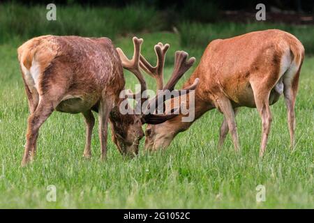 Red deer stags (cervus elaphus) with velvet antlers, grazing on meadow, Germany Stock Photo