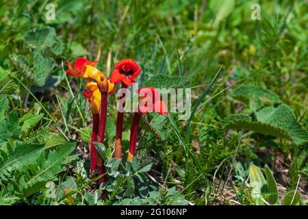 Red flower of Aeginetia indica Stock Photo