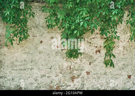 The Green Creeper Plant on wall. Background. Stock Photo