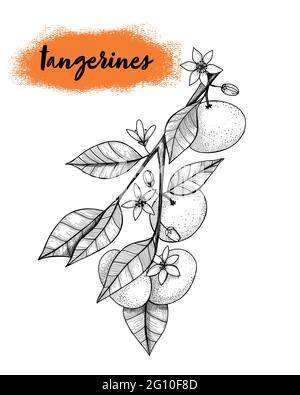 tangerines on a branch in engraved style. Vector hand drawn illustration Stock Vector