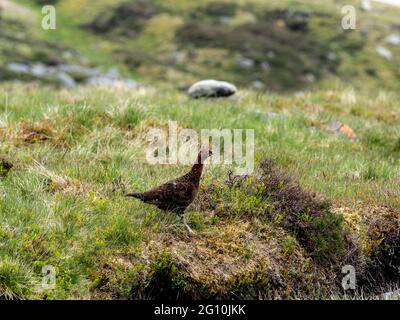 Red Grouse (Lagopus lagopus) on a Yorkshire moor. Stock Photo