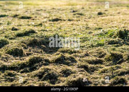 close-up of a freshly mown meadow with cut grass Stock Photo