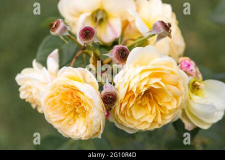 Blooming yellow English rose in the garden on a sunny day Stock Photo