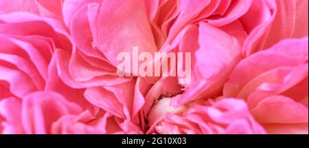 Romantic banner, delicate pink roses flowers close-up. Stock Photo