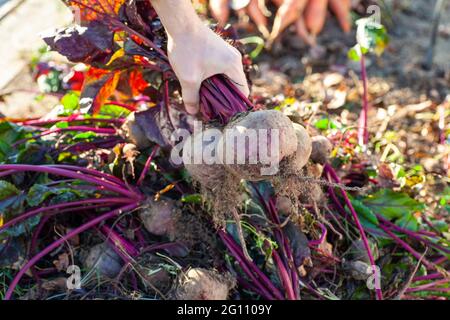 Farmer holding a bunch of beets from his harvest Stock Photo