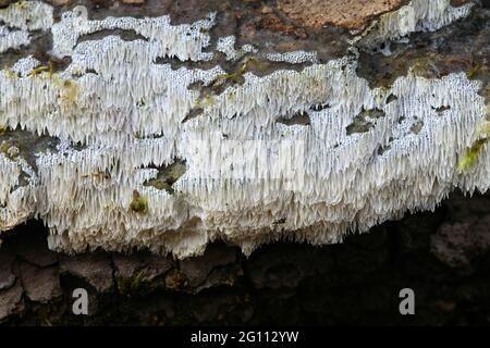 Oxyporus obducens, a polypote fungus from Finland with no common English name Stock Photo