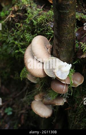 Pleurotus pulmonarius, commonly known as the Indian Oyster, Italian Oyster, Phoenix Mushroom, or the Lung Oyster, growing wild in Finland Stock Photo
