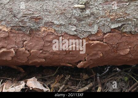 Phellinus ferrugineofuscus, a resupinate polypore fungus from Finland with no common English name Stock Photo