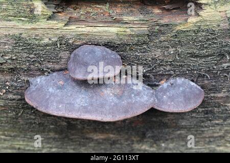 Fomitopsis rosea, also called Polyporus roseus, commonly known as rose bracket, wild polypore from Finland Stock Photo