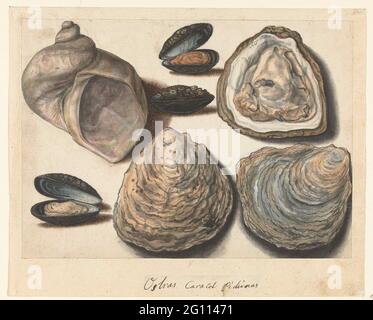 Oysters, mussels and lunar; Ostras Caracol Pichinas; Lombard album.