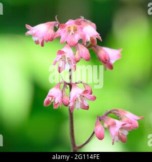 Close up of the delicate pink flowers of Heuchera Stock Photo