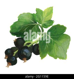 Black currant branch Stock Photo