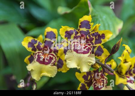 Dancing-lady orchid or Oncidium orchid or golden shower orchid in Trauttmansdorff botanical garden in Merano, Trentino Alto Adige Südtirol, Italy, Eur Stock Photo