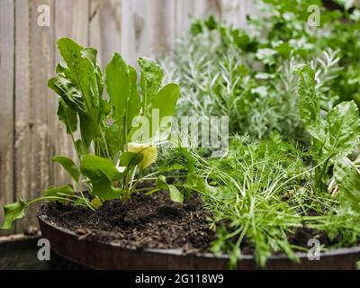 Wooden pot with a variety of fresh green potted culinary herbs growing outdoors in a backyard garden Stock Photo