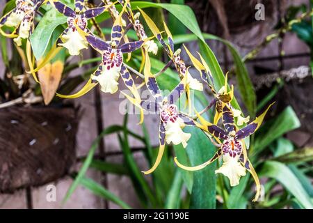 Dancing-lady orchid or Oncidium orchid or golden shower orchid in Trauttmansdorff botanical garden in Merano, Trentino Alto Adige Südtirol, Italy, Eur Stock Photo