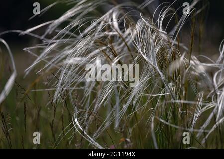 Feather grass Stipa pennata in nature reserve Mainz Germany Stock Photo