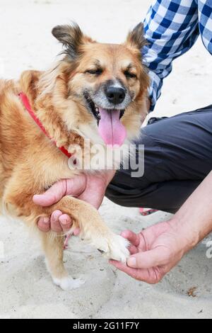 Dog with a hurt paw. Broken nail Stock Photo - Alamy