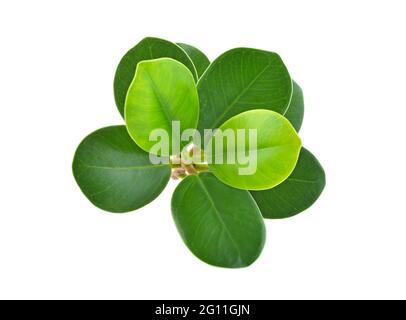 Top view of Ficus annulata isolated on white background Stock Photo