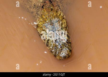 Caiman in a water, Iguazu National Park, Argentina Stock Photo