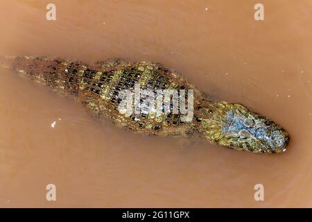 Caiman in a water, Iguazu National Park, Argentina Stock Photo