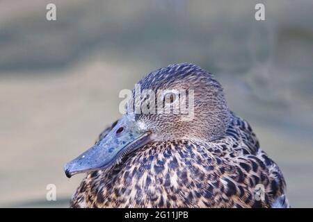 A Female Red Shoveler, Anas platalea, close up view Stock Photo