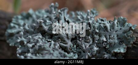 Lichen Hypogymnia physodes on a tree branch.  Stock Photo