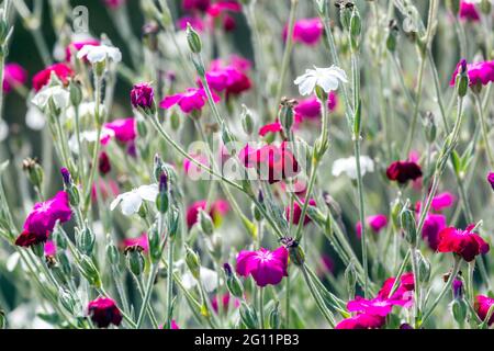 Purple White Rose campion Lychnis coronaria Dusty miller Flowers June Mixed Flower bed Stock Photo