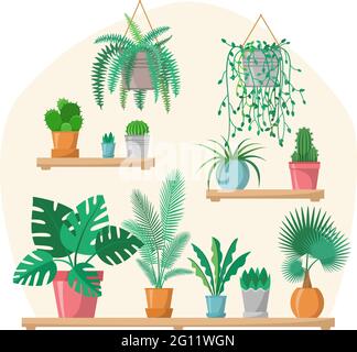 House plants collection in flat style with details, indoor home plants in colorful pots on shelves, green set, palms, cactus, fern, vector greenery il Stock Vector