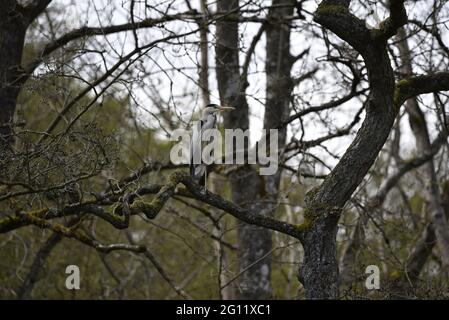 Grey Heron (Ardea cinerea) Standing on Left Leg Perched in a Tree in Wales in Spring Stock Photo