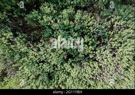 Natural moss texture background close up view Stock Photo