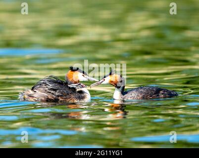A female Great Crested Grebe (Podiceps crostatas) carrying a chick on its back being fed by the male grebe,  Linlithgow loch, Scotland, UK. Stock Photo