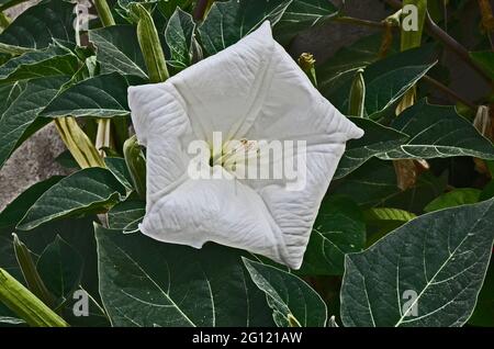 Close up of the flowering Ipomoea Alba, Moonflower growing wild Stock Photo