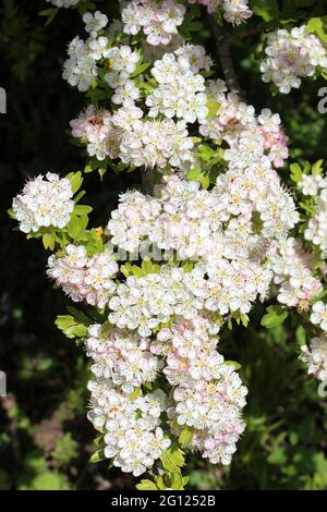 Common Hawthorn Flowers Crataegus monogyna Stock Photo