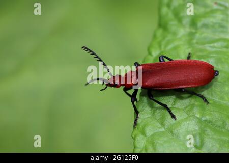 Red Headed Cardinal Beetle Pyrochroa serraticornis Stock Photo