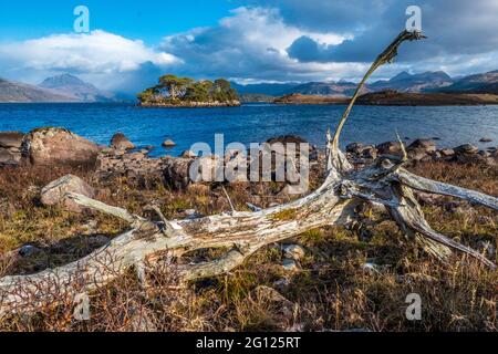 driftwood on the shore of Loch Maree in Wester Ross in the north west highlands of Scotland Stock Photo