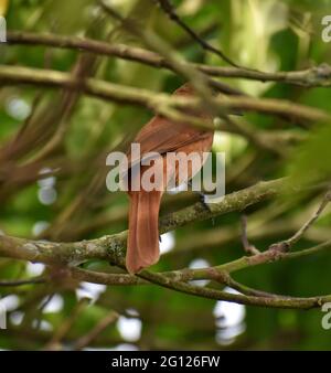 A female white-lined tanager (Tachyphonus rufus) on a Julie mango tree in Trinidad. Stock Photo