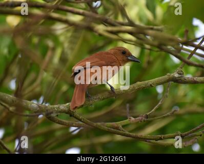 A female white-lined tanager (Tachyphonus rufus) on a Julie mango tree in Trinidad. Stock Photo