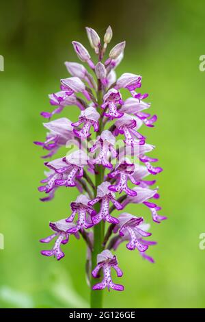 Military orchid (Orchis militaris) rare wildflower in June at Homefield Wood SSSI, Buckinghamshire, England, UK Stock Photo