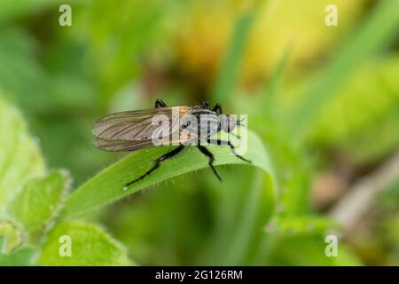 Bibio marci, also called St Mark's fly or Hawthorn fly, UK, during June Stock Photo