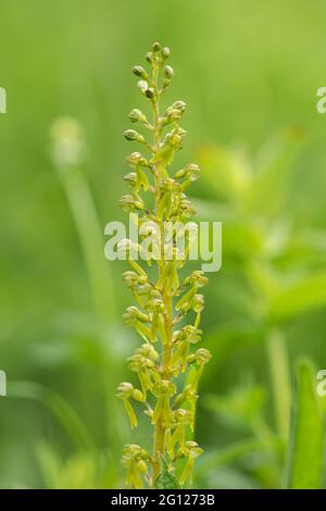 Common twayblade (Neottia ovata), a species of wild orchid, flowering in early June on chalk grassland, England, UK Stock Photo