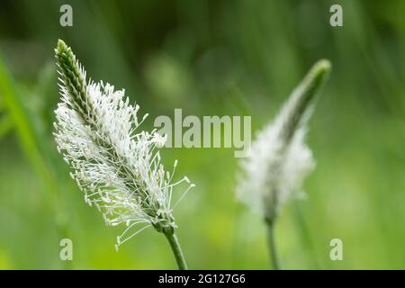 Hoary plantain (Plantago media), a flowering plant of the Plantaginaceae family in grassland England, UK, during June Stock Photo