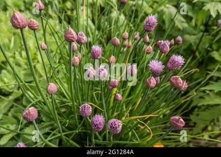 Allium schoenoprasum or Chives  flowering  in June Stock Photo
