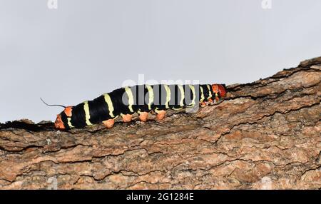 A Pseudosphinx tetrio commonly known as Frangipani shinx moth caterpillar in Trinidad. Stock Photo