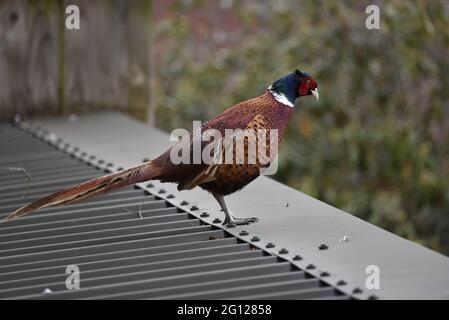 Male Common Pheasant (Phasianus colchicus) Standing on a Metal Roof in Wales in Spring, in Copper Breeding Plumage Stock Photo