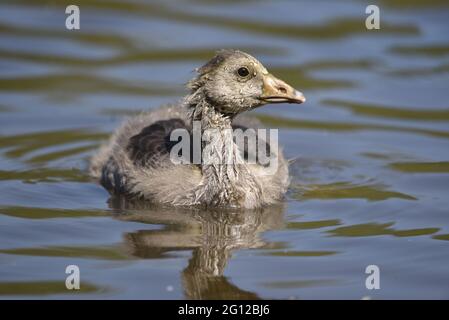 Close-Up Portrait of Greylag Goose (Anser anser) Gosling Swimming Towards Camera with Head Turned to Right on a Nature Reserve Lake on a Sunny Day Stock Photo