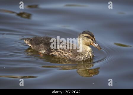 Right Profile Close-Up Portrait of a Mallard Duck (Anas platyrhynchos) Duckling Swimming Left to Right with Reflection on a Sunny Day in the UK Stock Photo